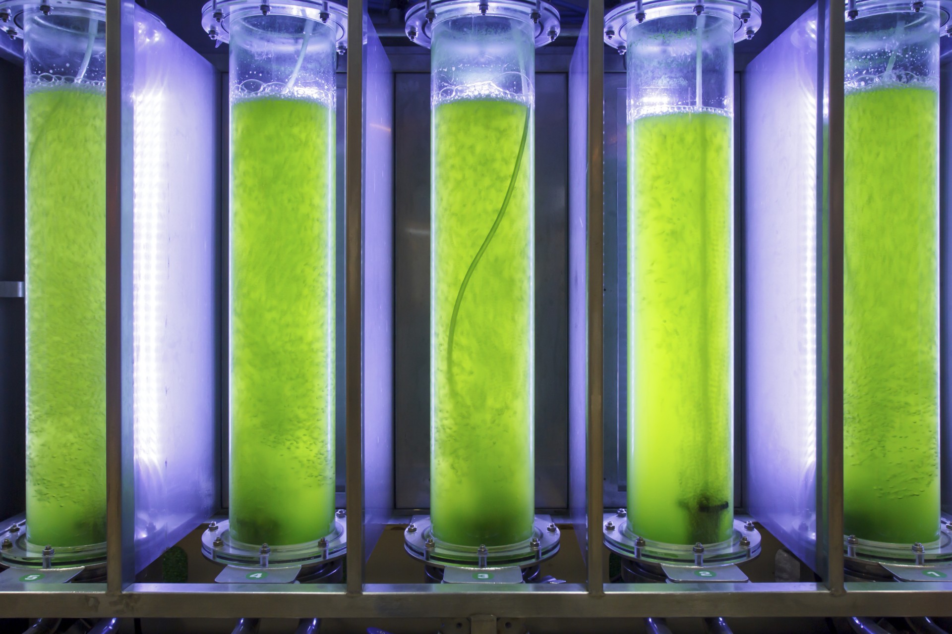 Algae being tested for biofuel