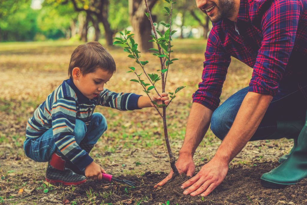 Father and son planting a tree