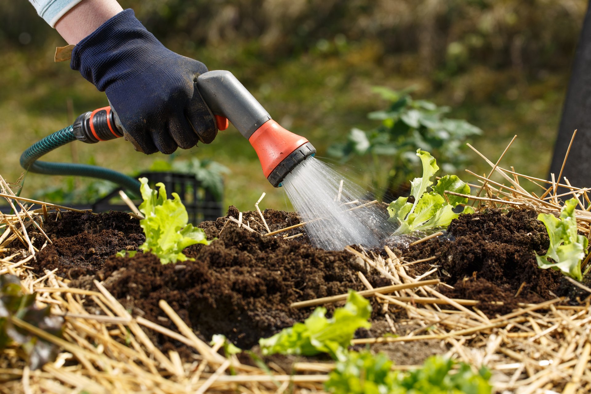 Gardener watering freshly planted seedlings in garden bed for growth boost with shower watering gun.